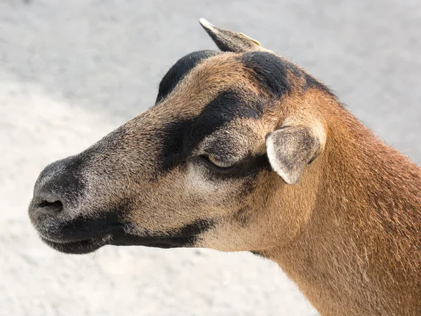 Strzał głową z brązowy kóz w gospodarstwie — Zdjęcie stockowe