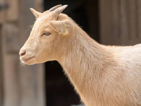 Draguta copil capra într-o fermă — Fotografie, imagine de stoc