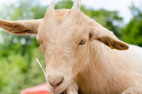 Schattige jonge jongen geit in een farm — Stockfoto