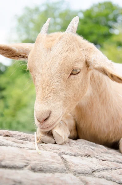 Schattige jonge jongen geit in een farm — Stockfoto