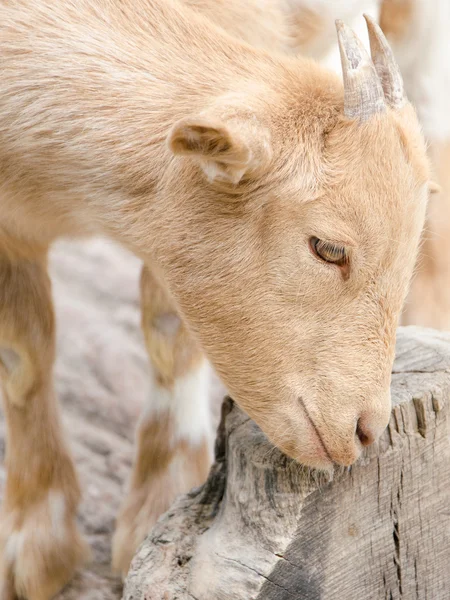 Schattige jonge jongen geit in een farm — Stockfoto