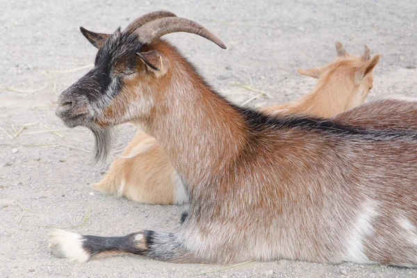 Brown goat in a farm — Stock Photo, Image