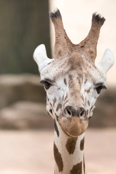 Portrait of a giraffe (Giraffa camelopardalis) — Stock Photo, Image