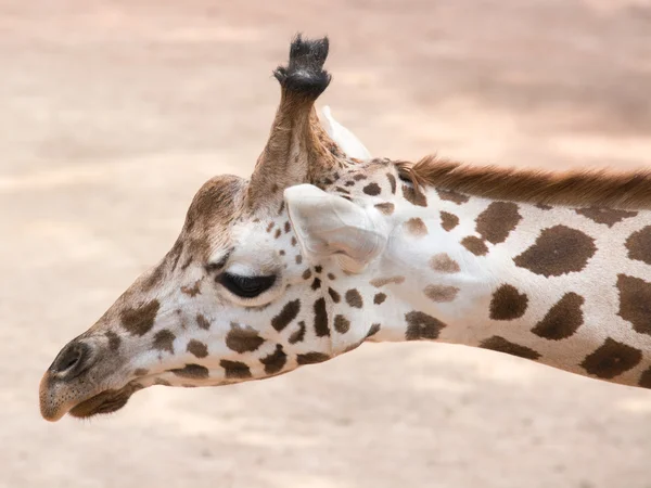 Portrait of a giraffe (Giraffa camelopardalis) — Stock Photo, Image