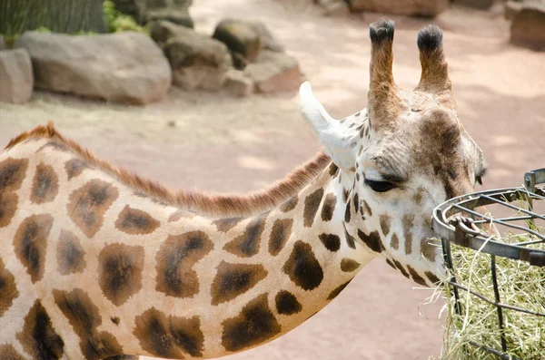 Giraffe eating dry grass from metal basket — Stock Photo, Image