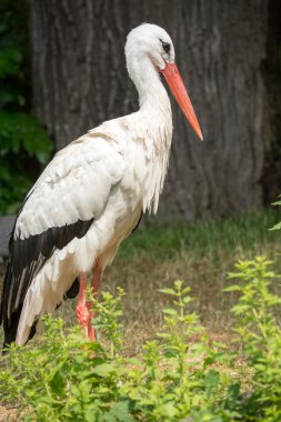 Beyaz leylek (ciconia ciconia çim üzerinde duran)