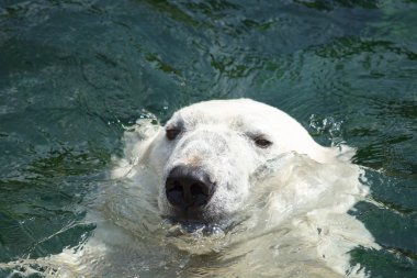 Kutup ayısı (ursus maritimus) suda yüzen