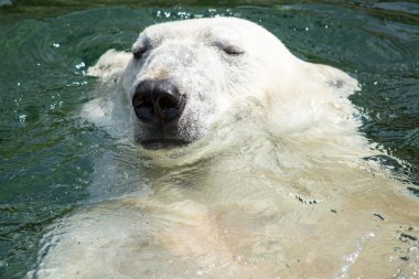 Kutup ayısı (ursus maritimus) suda yüzen