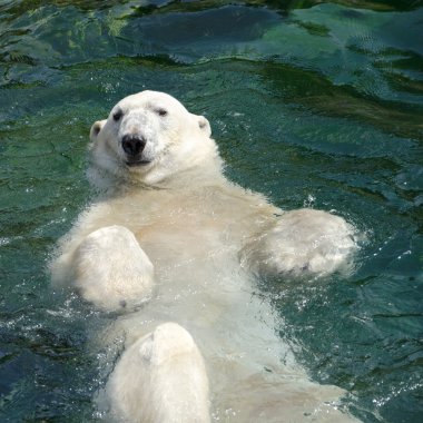Kutup ayısı (ursus maritimus) suda yüzen
