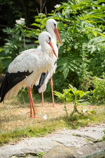 Vit stork står på gräset (ciconia ciconia) — Stockfoto