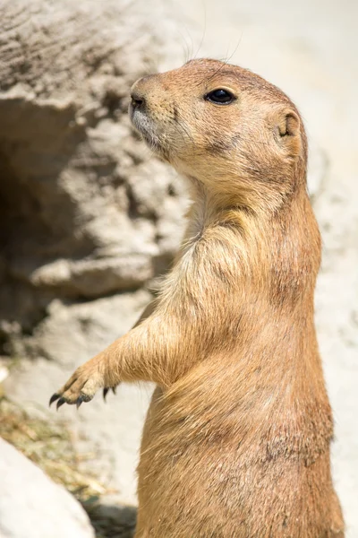 Prairie dog (genus Cynomys) standing up on his legs — Stock Photo, Image