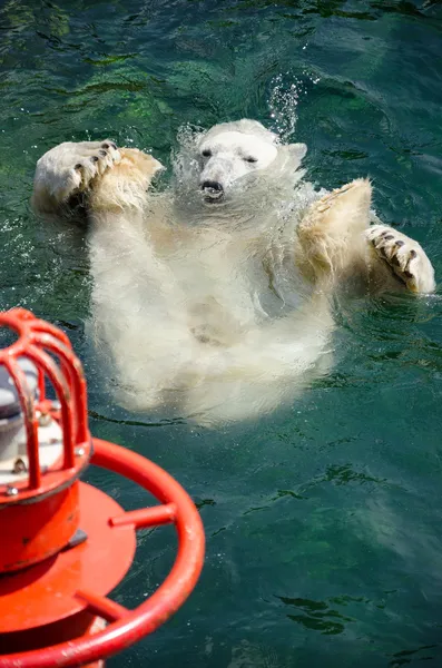 Lední medvěd (ursus maritimus) plavání ve vodě — Stock fotografie