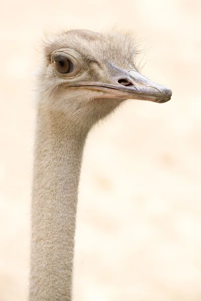 Disparo en la cabeza de avestruz común africano (Struthio camelus ) — Foto de Stock