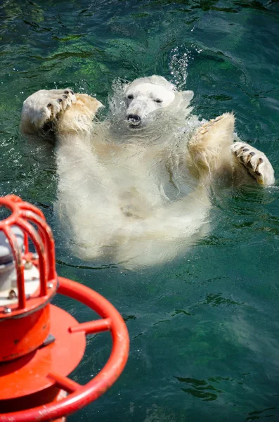 Ijsbeer (ursus maritimus) zwemmen in het water Stockafbeelding