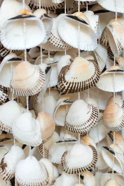 Seashells, a typical souvenir of the Black Sea — Stock Photo, Image