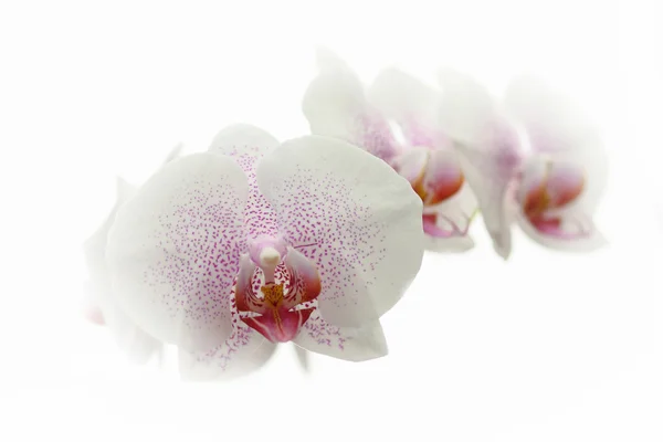 Höhenflug der Orchideen — Stockfoto