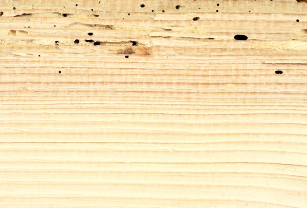 Trä som skadats av woodworm — Stockfoto