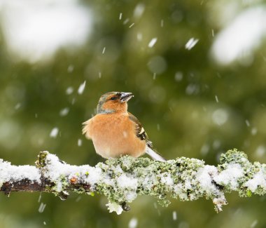 ispinoz (fringilla coelebs)