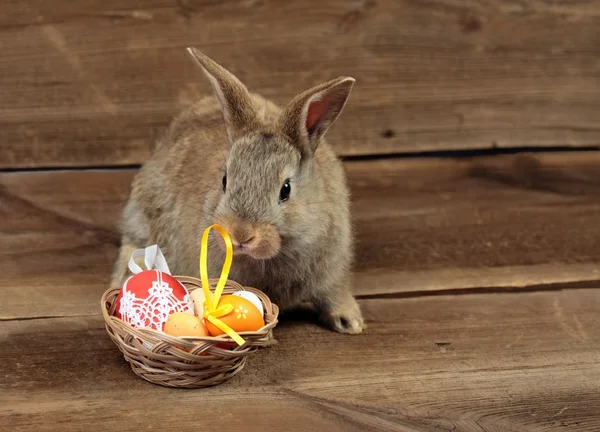 Easter bunny — Stock Photo, Image