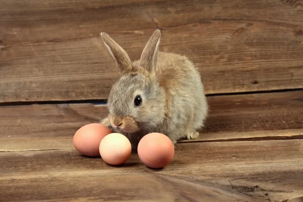 Easter bunny — Stock Photo, Image