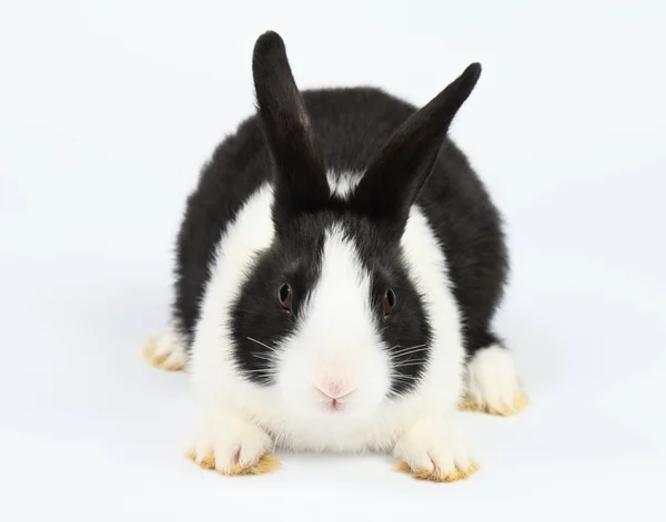 Cute bunny — Stock Photo, Image