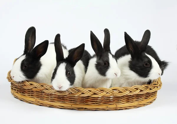 Mignons lapins Photo De Stock