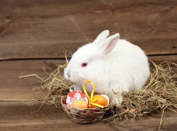 Easter bunny — Stock Photo, Image