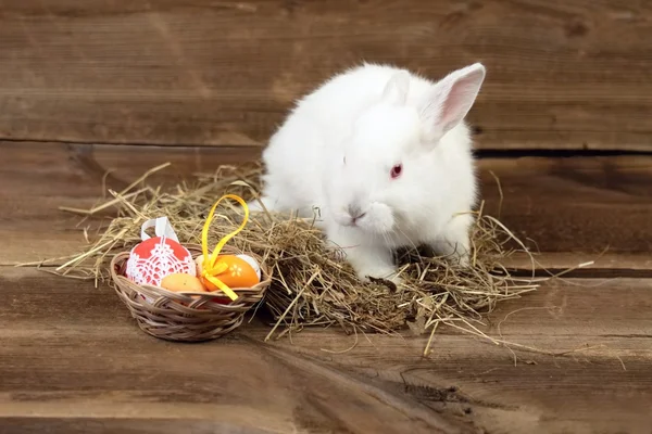 Easter bunny — Stock Photo, Image