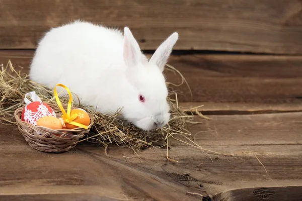 Easter bunny — Stock Photo, Image