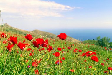 bir dağın üzerinde haşhaş