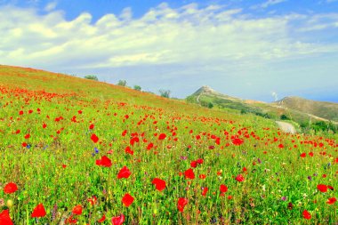 bir dağın üzerinde haşhaş