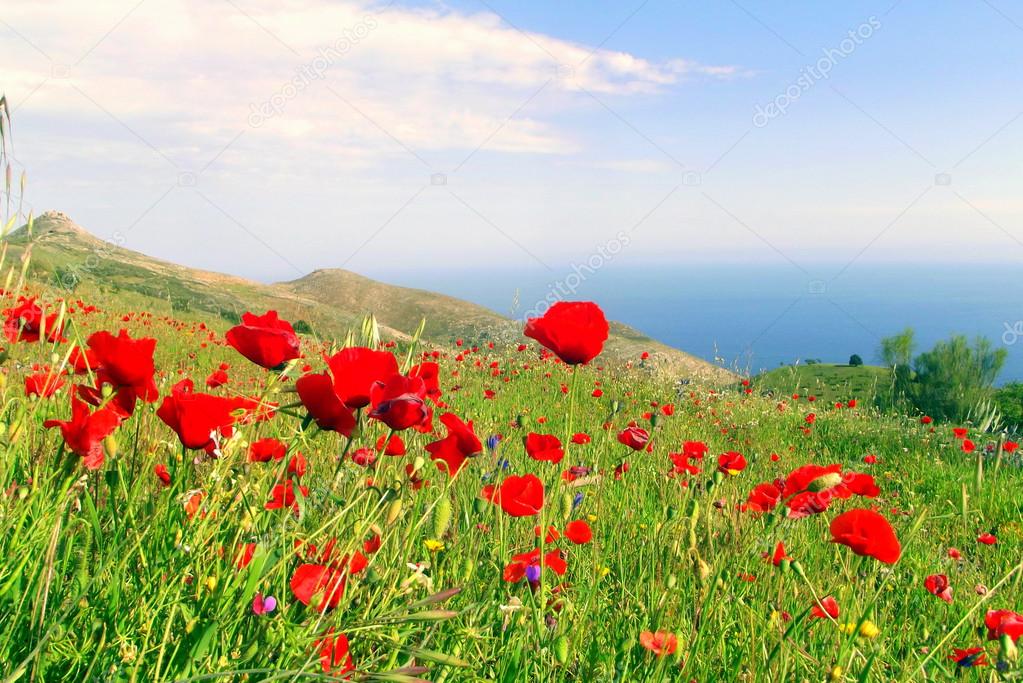 Poppies on a mountainside