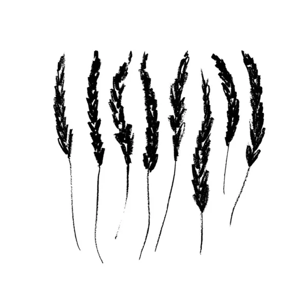 Vector Hand Drawing Lavender Collection Hand Drawn Black Charcoal Flowers — Stockový vektor