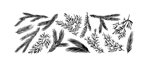 손으로 전나무와 소나무 크리스마스를 위해서 손으로 디자인을 스케치했습니다 식물성 소나무 — 스톡 벡터