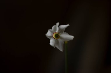 Karanlık bir arka planda yalnız, parlak narsis.
