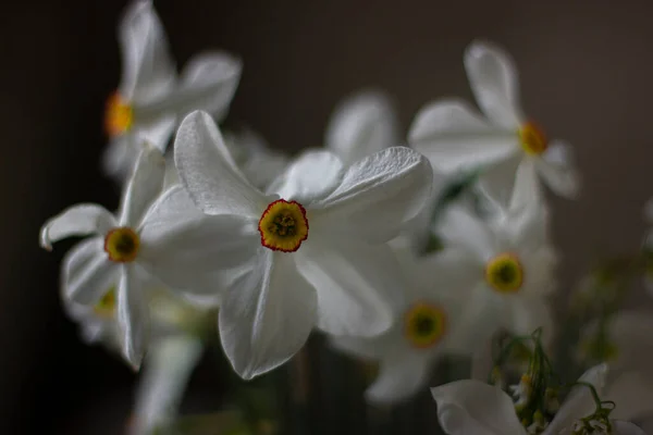 Bouquet Påskeliljer Mørk Bakgrunn Blomst Fokus Andre Blomster Ute Fokus – stockfoto
