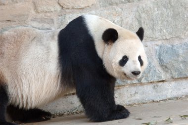 dev panda
