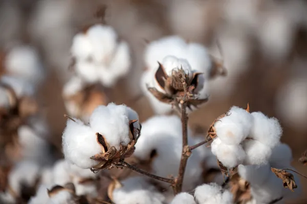 Cotton — Stock Photo, Image