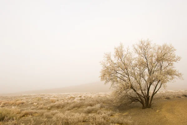 Lonely tree — Stock Photo, Image