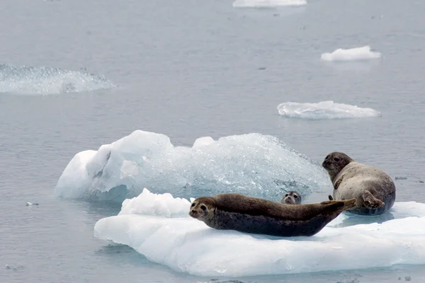 海豹在冰上 — 图库照片
