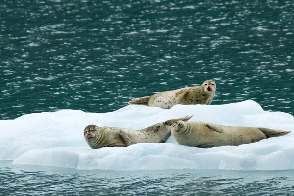 海豹在冰上 — 图库照片