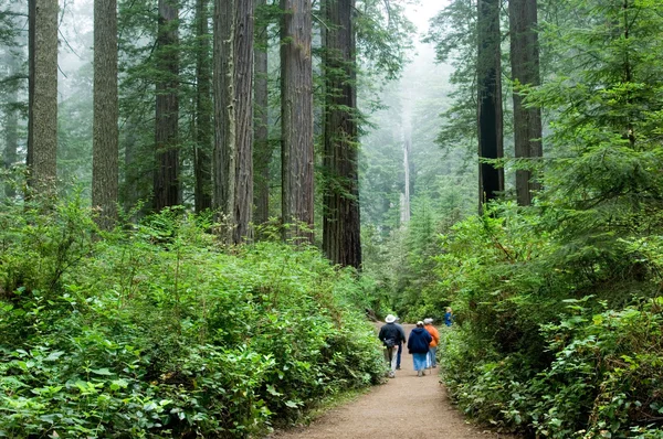 Tourist viewing Redwood national park California — Stock Photo, Image
