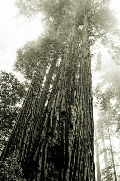 Redwoods in the fog, California — Stock Photo, Image