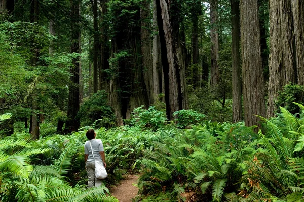 Tourists in Redwoods — Stock Photo, Image