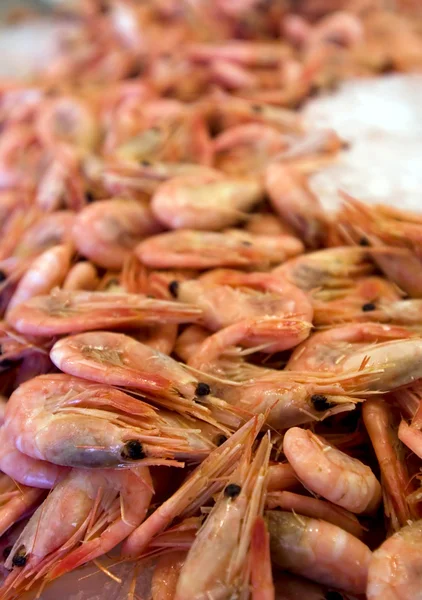 Peixe-lagostim — Fotografia de Stock