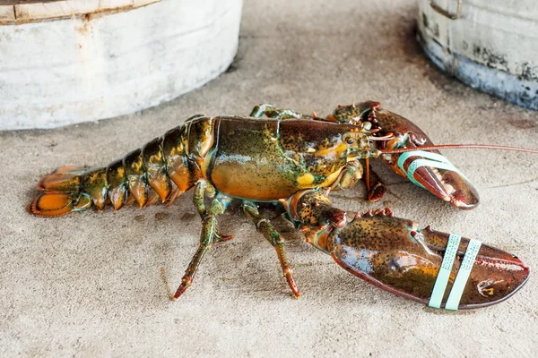 Live lobster — Stock Photo, Image