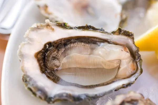 Tuore puolikuorinen osteri lautasella — kuvapankkivalokuva