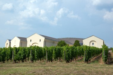 Tokaj bağ
