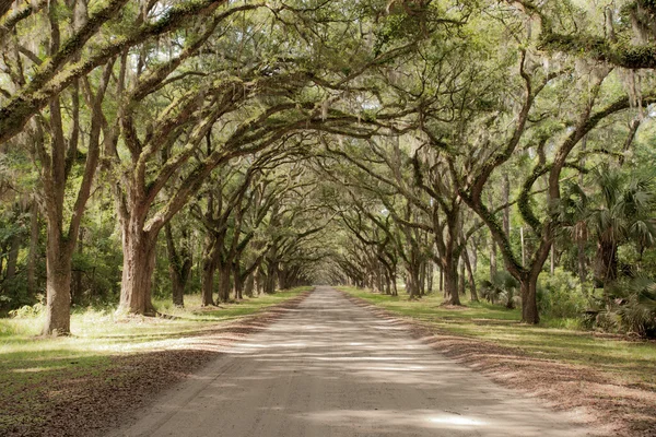 Oak alley
