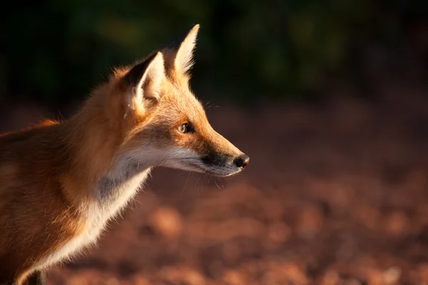 Red fox — Stock Photo, Image